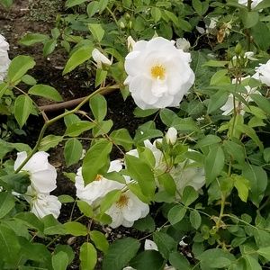 Meet your Posher, Kamili